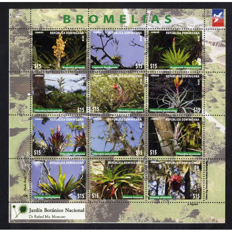 Bromelie della flora dominicana